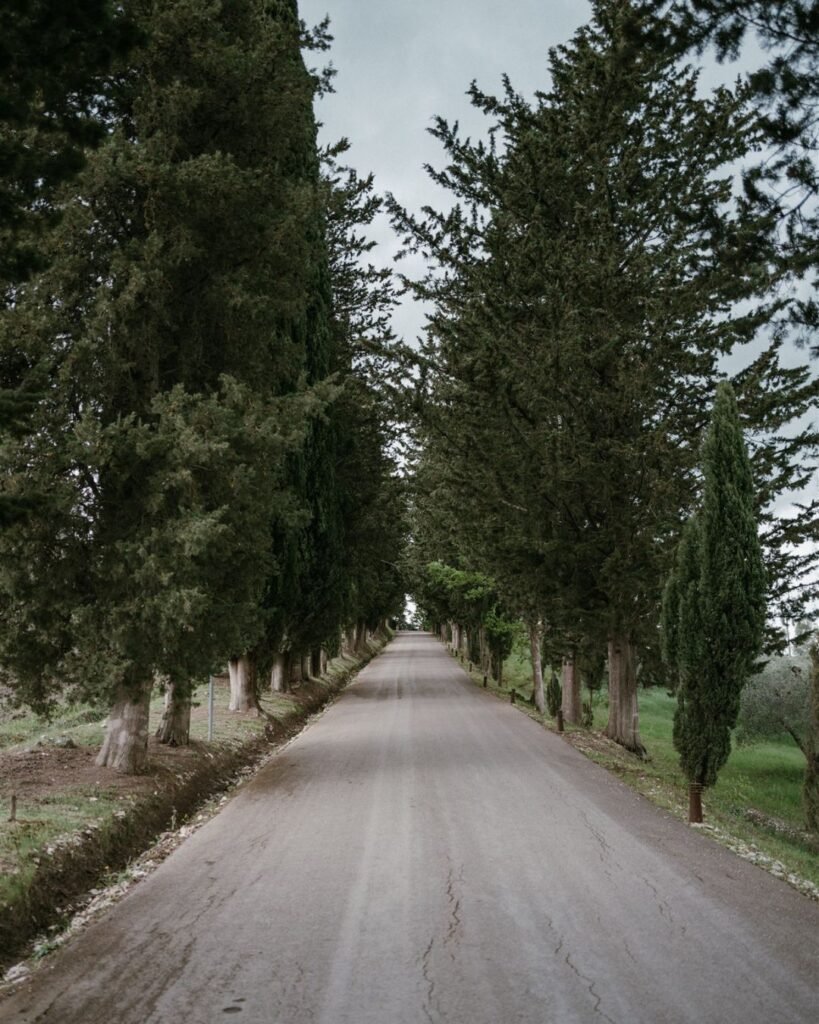 A scenic tree-lined road leading to Rosewood Castiglion del Bosco, framed by towering cypress trees.
