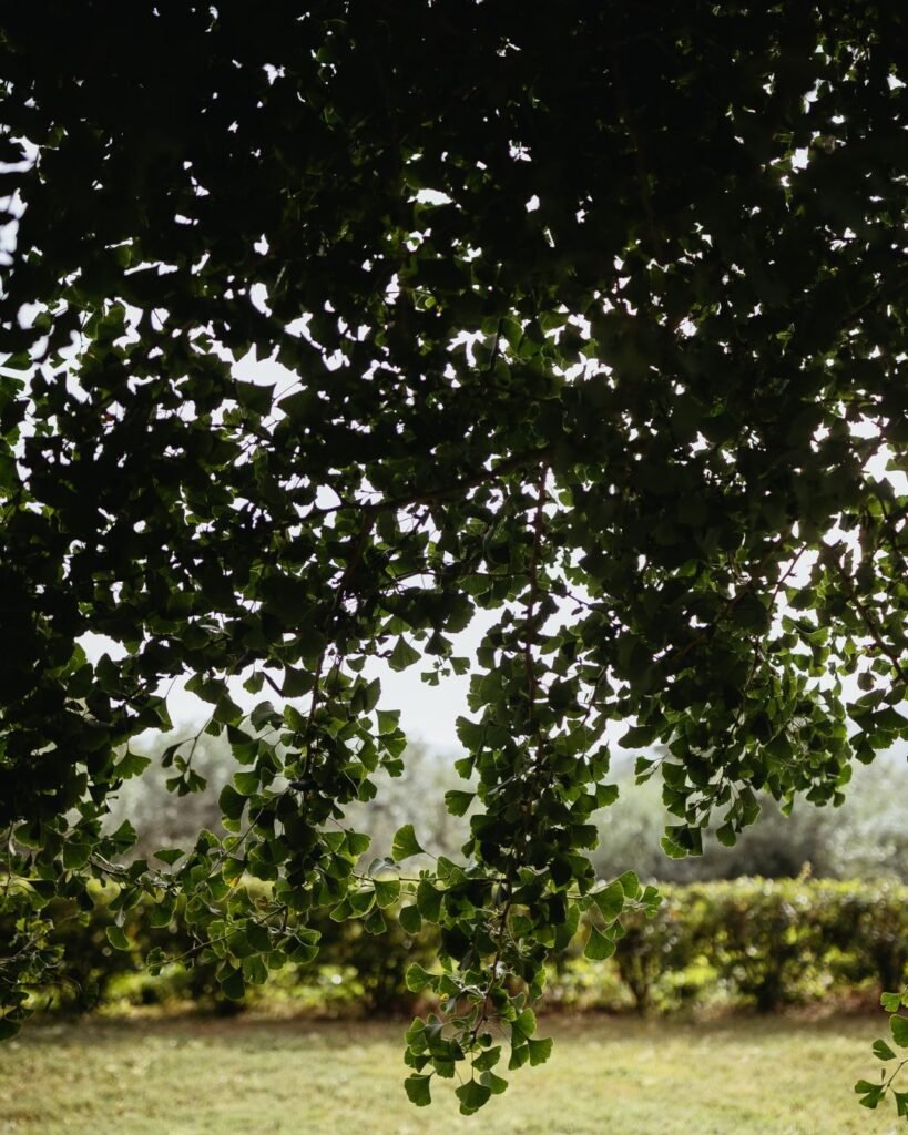 villa-lungomonte-greenery-detail