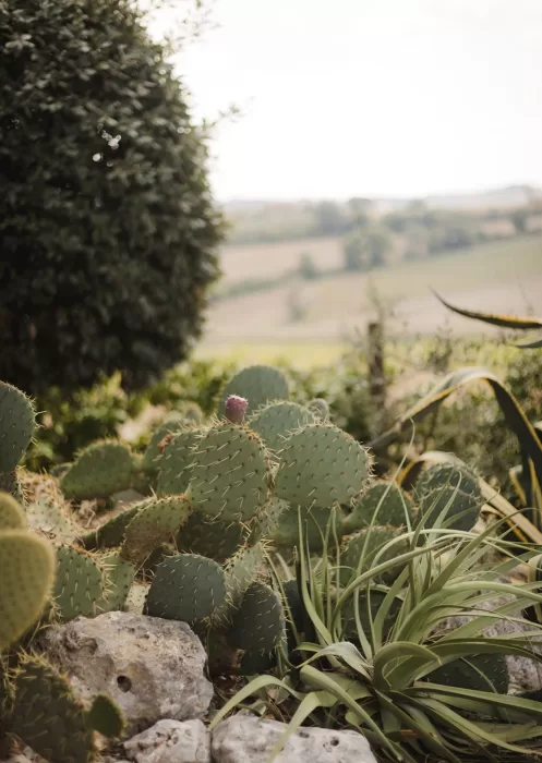Prickly pear cactus and Mediterranean plants add a wild, organic beauty to the gardens of Borgo Tre Rose.