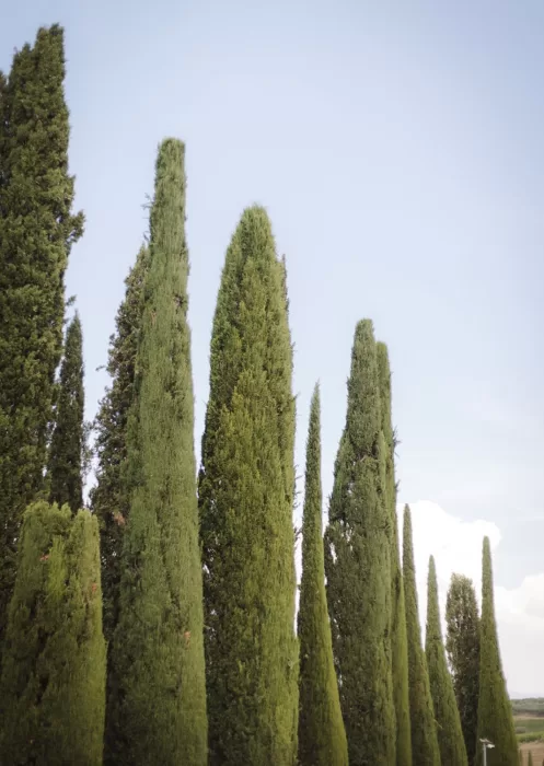 Tall cypress trees stand in elegant rows, lining the paths of Borgo Tre Rose with timeless Italian charm.