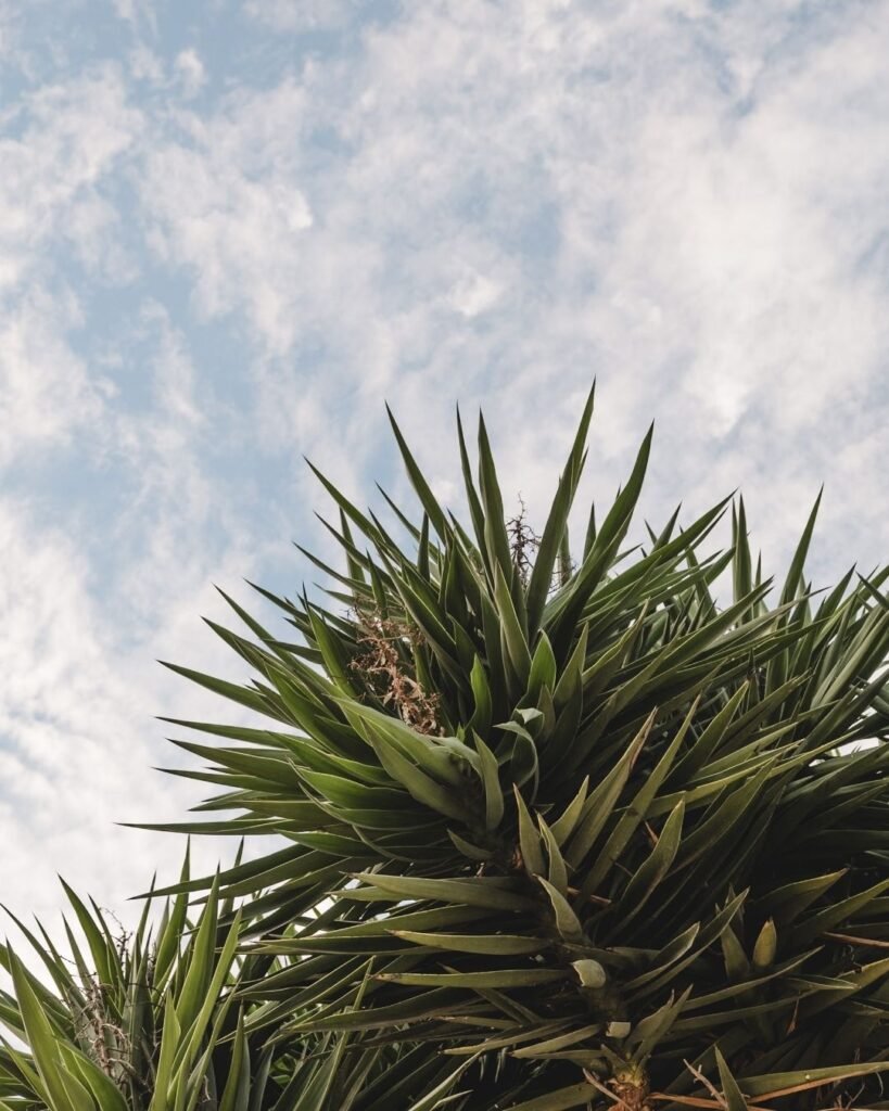 Spiky palm fronds reaching into a soft blue sky with scattered clouds, capturing the Mediterranean vibe at Masia Cabellut.