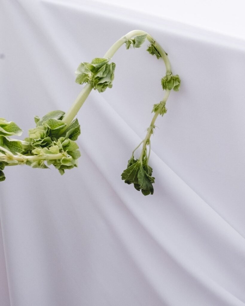 Simple yet elegant close-up of greenery gracefully draped against white fabric at Masia Cabellut wedding ceremony.