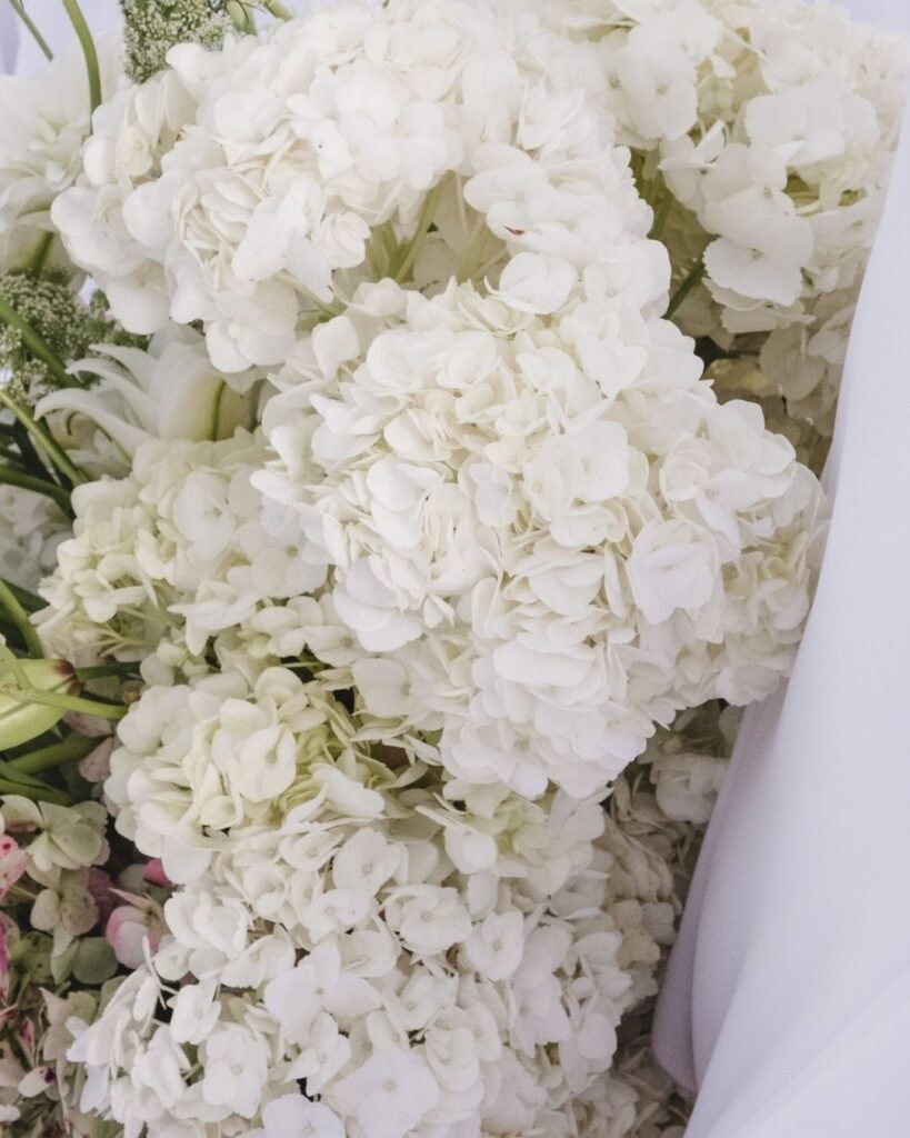 Soft white hydrangea blooms beautifully arranged, creating a classic floral backdrop at Masia Cabellut.
