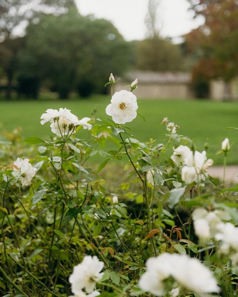 White roses blooming in the gardens of Château Rigaud, with soft greenery in the background.