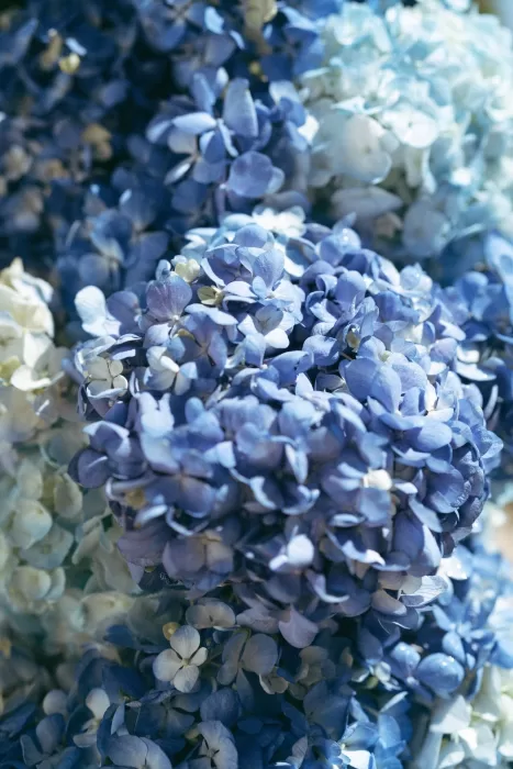 Close-up of vibrant blue hydrangeas used in Casa Sacoto’s wedding florals