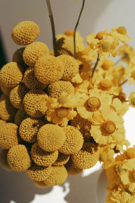 ellow billy buttons adding a pop of color to wedding florals at Casa Sacoto