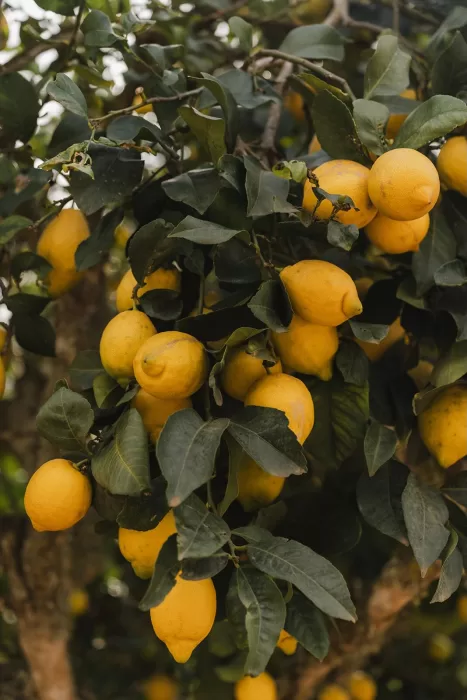 Branches full of ripe yellow lemons on the tree at Finca Son Sampol.