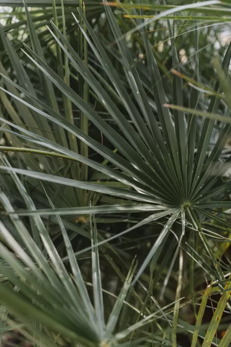 Close-up of spiky green Mediterranean palm leaves at Finca Son Sampol.