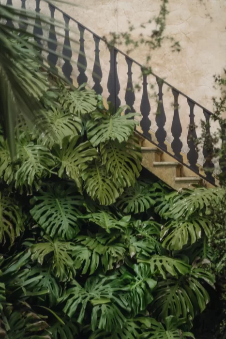 A dramatic corner of Finca Son Collell with abundant monstera plants and a wrought iron staircase.