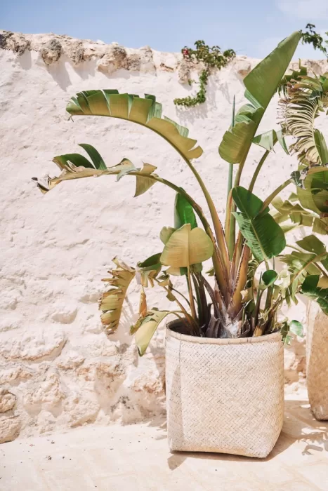 Textured banana leaf plant in woven basket against whitewashed wall at Masseria Calderisi