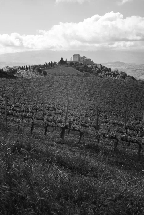 Black and white view of vineyards leading up to Castello di Velona on the hilltop.