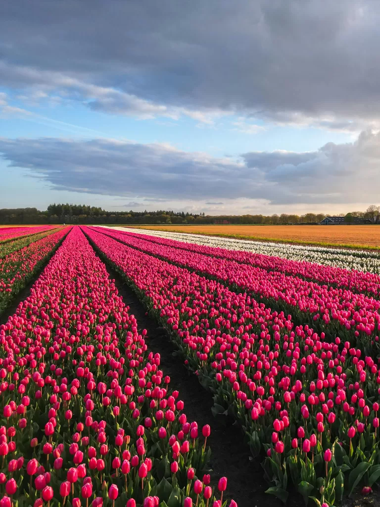 wedding-in-netherlands