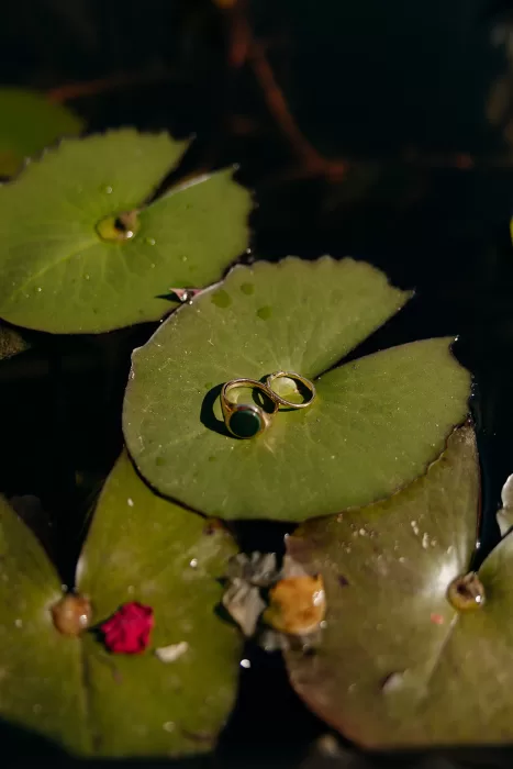 Wedding rings resting on a green lily pad in a tranquil pond at Beldi Country Club.