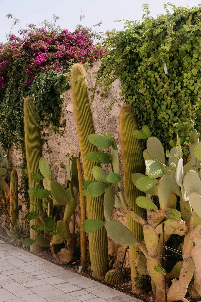 Sunlit cactus with yellow blossoms growing in the Mediterranean garden of Dimora Delle Balze.
