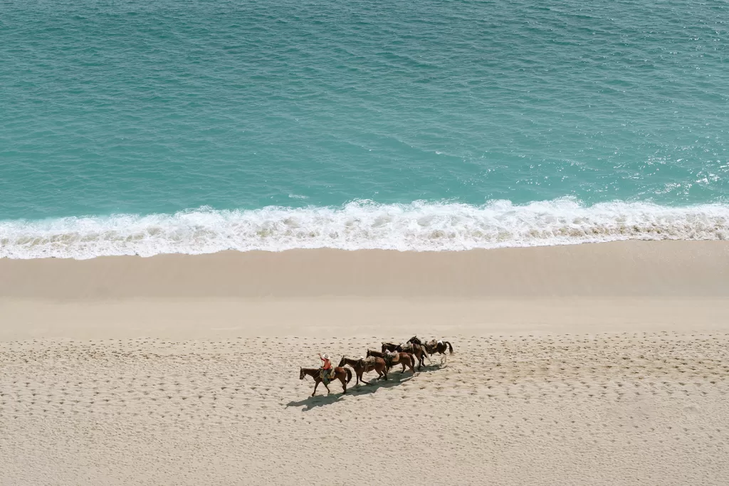 Horses walking along a sandy beach near Baja Luna, reflecting the natural coastal setting of the destination wedding.