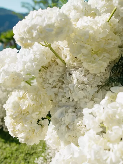 Close-up of white hydrangea floral arrangements used throughout the wedding at Villa Lario Resort