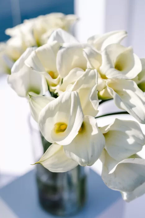 Close-up of white calla lily arrangements used in a modern wedding ceremony at Cavo Ventus.