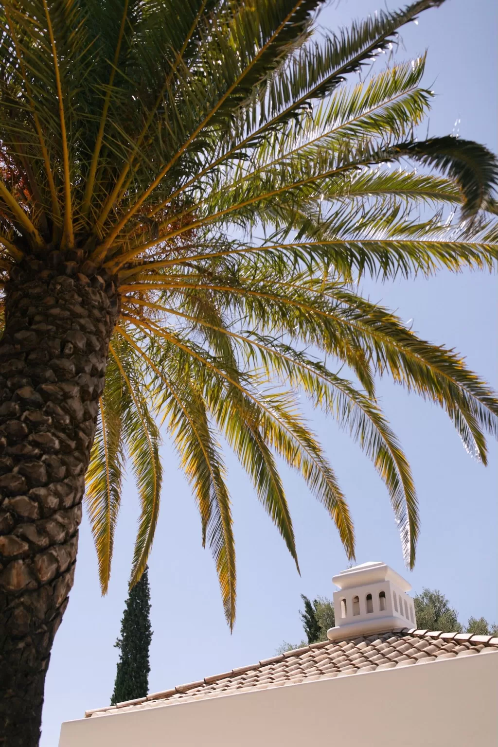 Sunlit palm tree arching over the tiled roofline of Casa Arte, highlighting the venue’s Mediterranean charm.