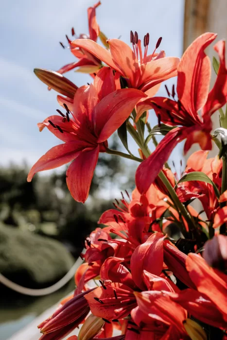 Red lily floral arrangements set against blue sky and gardens at Finca Morneta, glowing in natural Mallorcan sunlight.