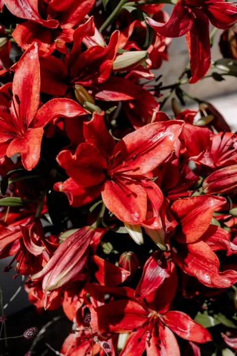 Vibrant red lilies in full bloom at Finca Morneta, adding bold colour to the Mediterranean wedding styling.