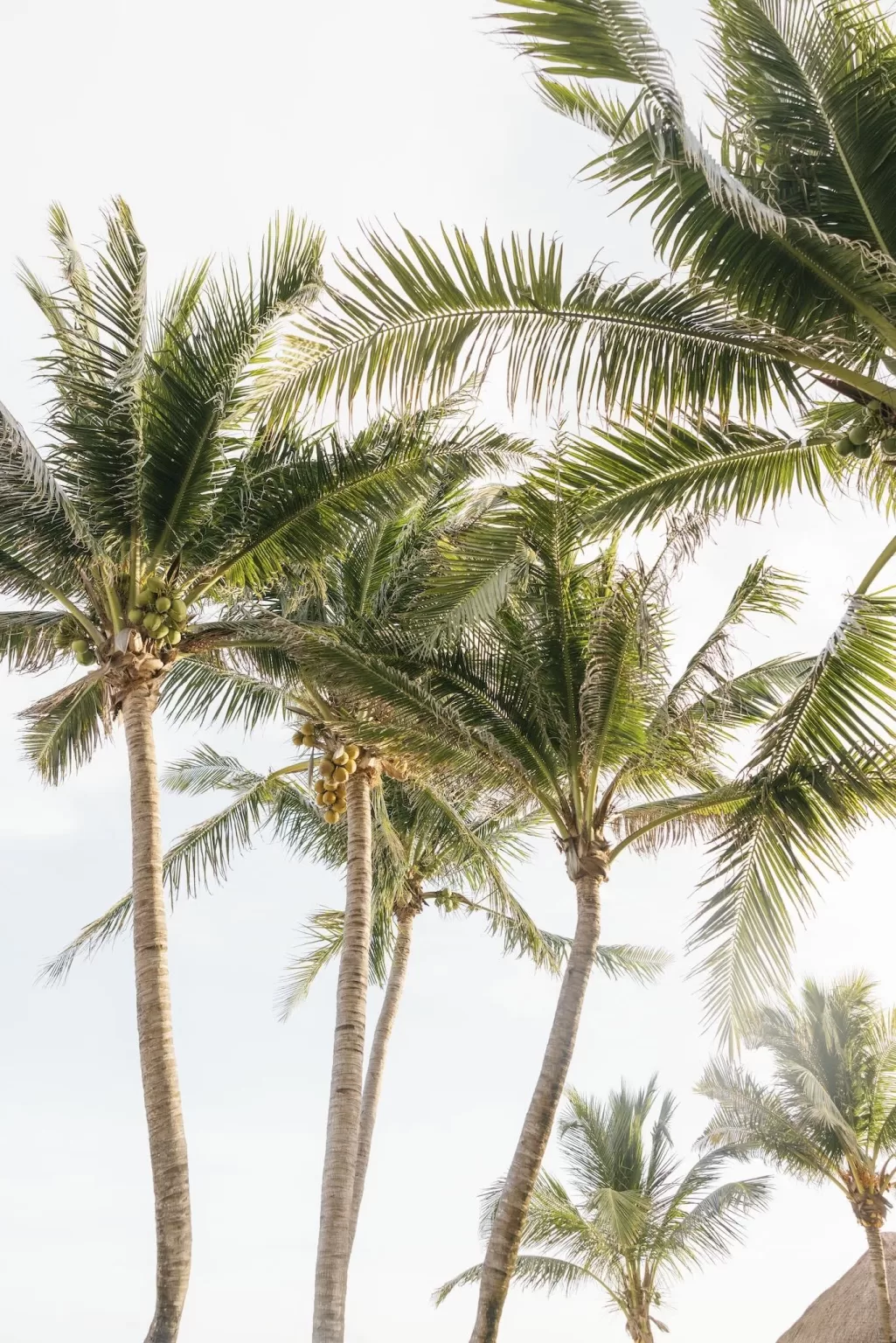 Tall palm trees sway against the sky in a breezy moment at Villa La Joya.