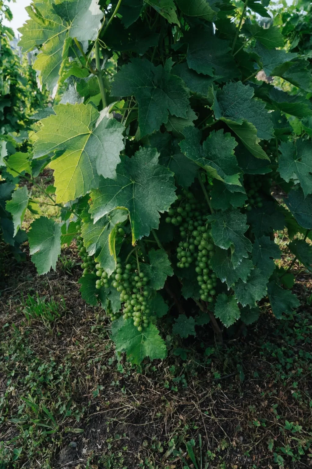 Close-up of lush green grapevines in the vineyard at Château Ste. Agnès, showing clusters of ripening grapes.