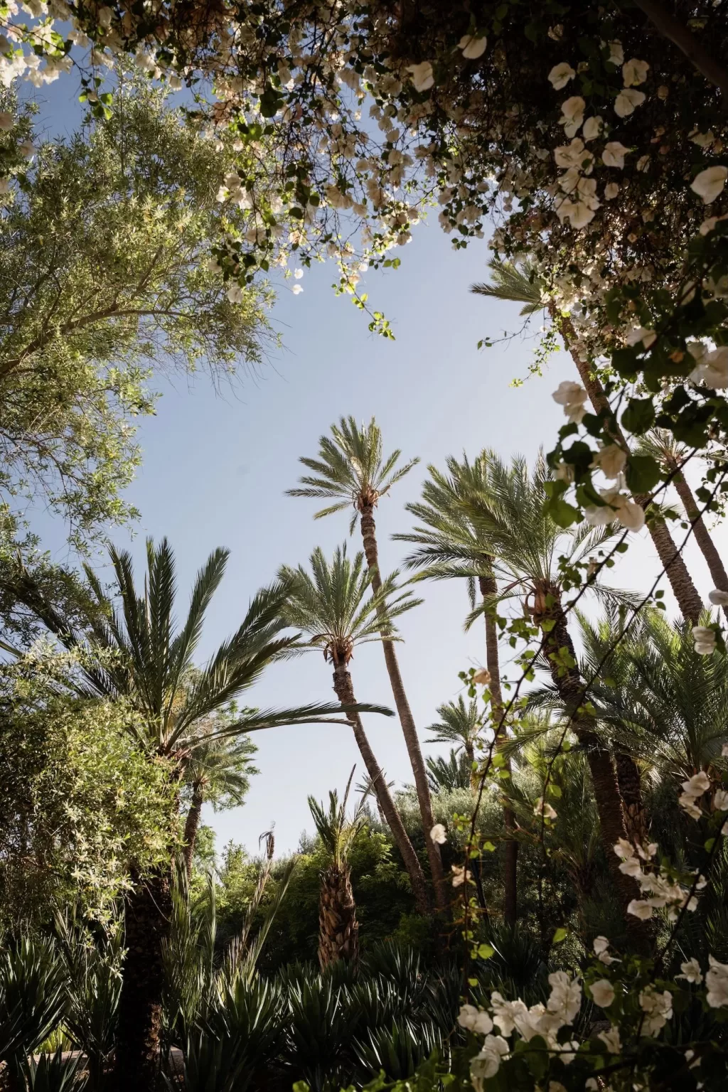 Tall palms and blooming white flowers framing a clear blue sky in the lush gardens of Jnane Tamsna.