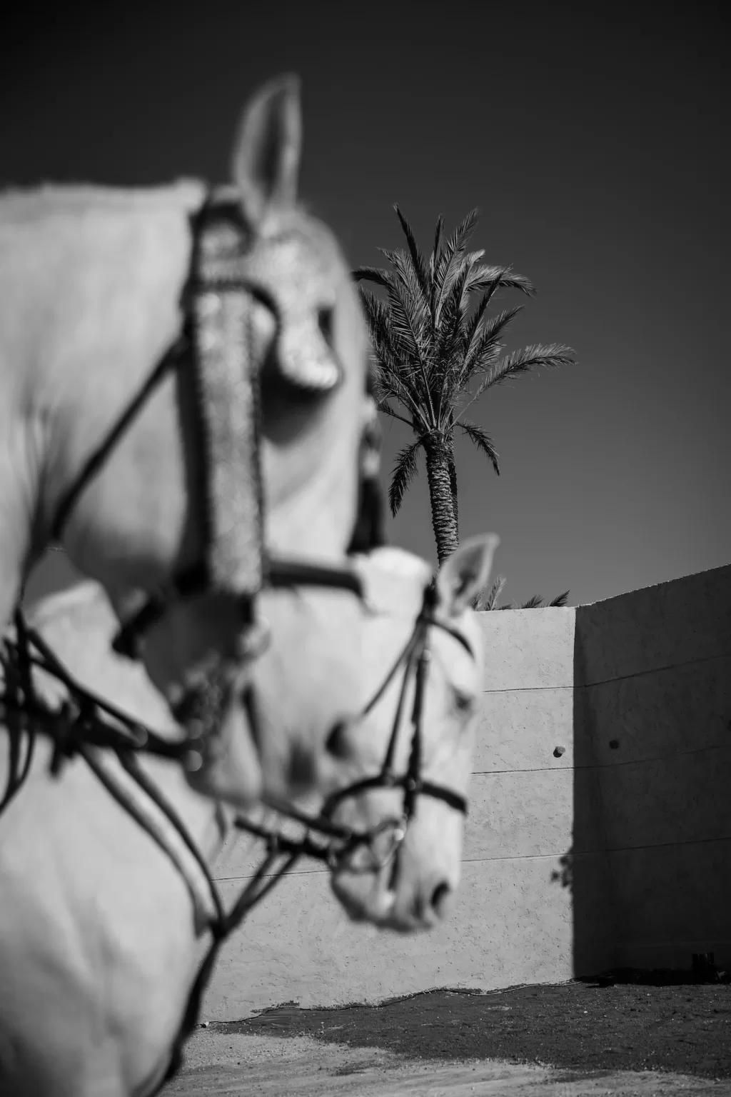 Black-and-white image of white horses in ornate bridles with a tall palm tree in the background at Jnane Tamsna.