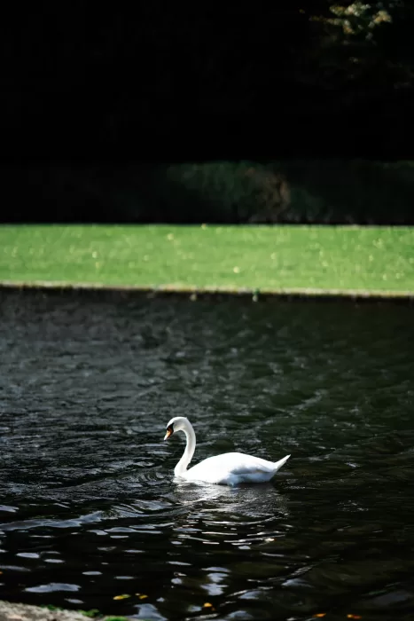 Dreamy black and white image of a swan gliding across dark water with soft reflections