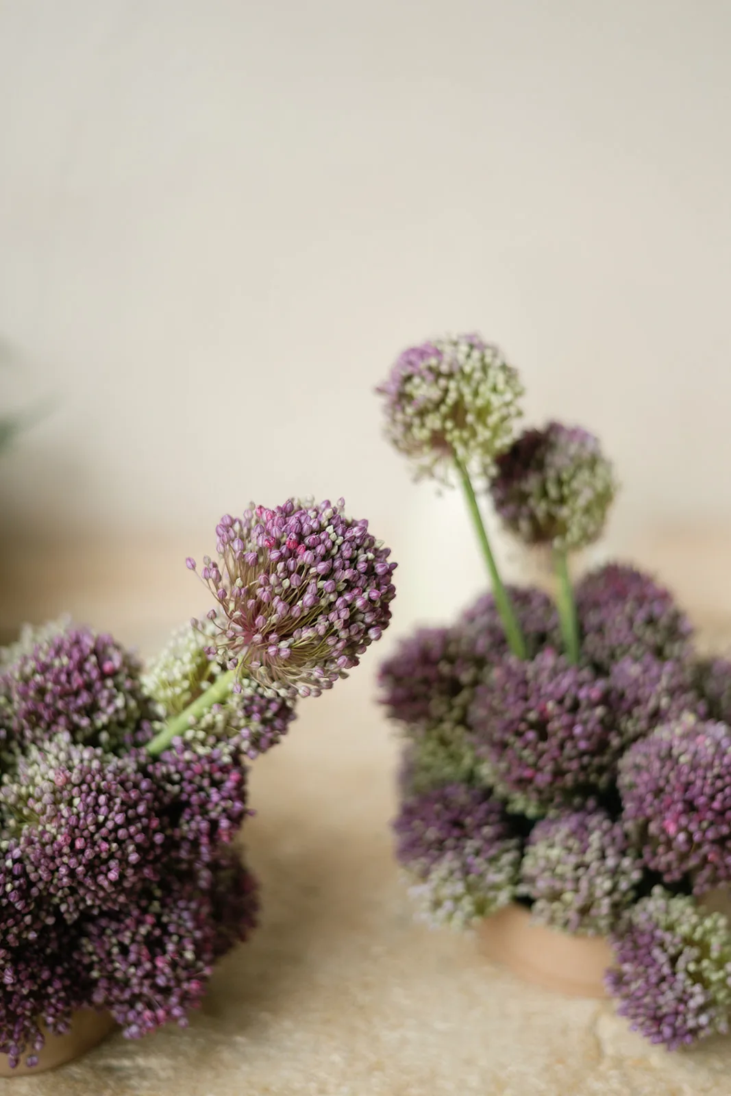 Close-up of purple allium floral arrangements used for wedding styling at Finca Morneta