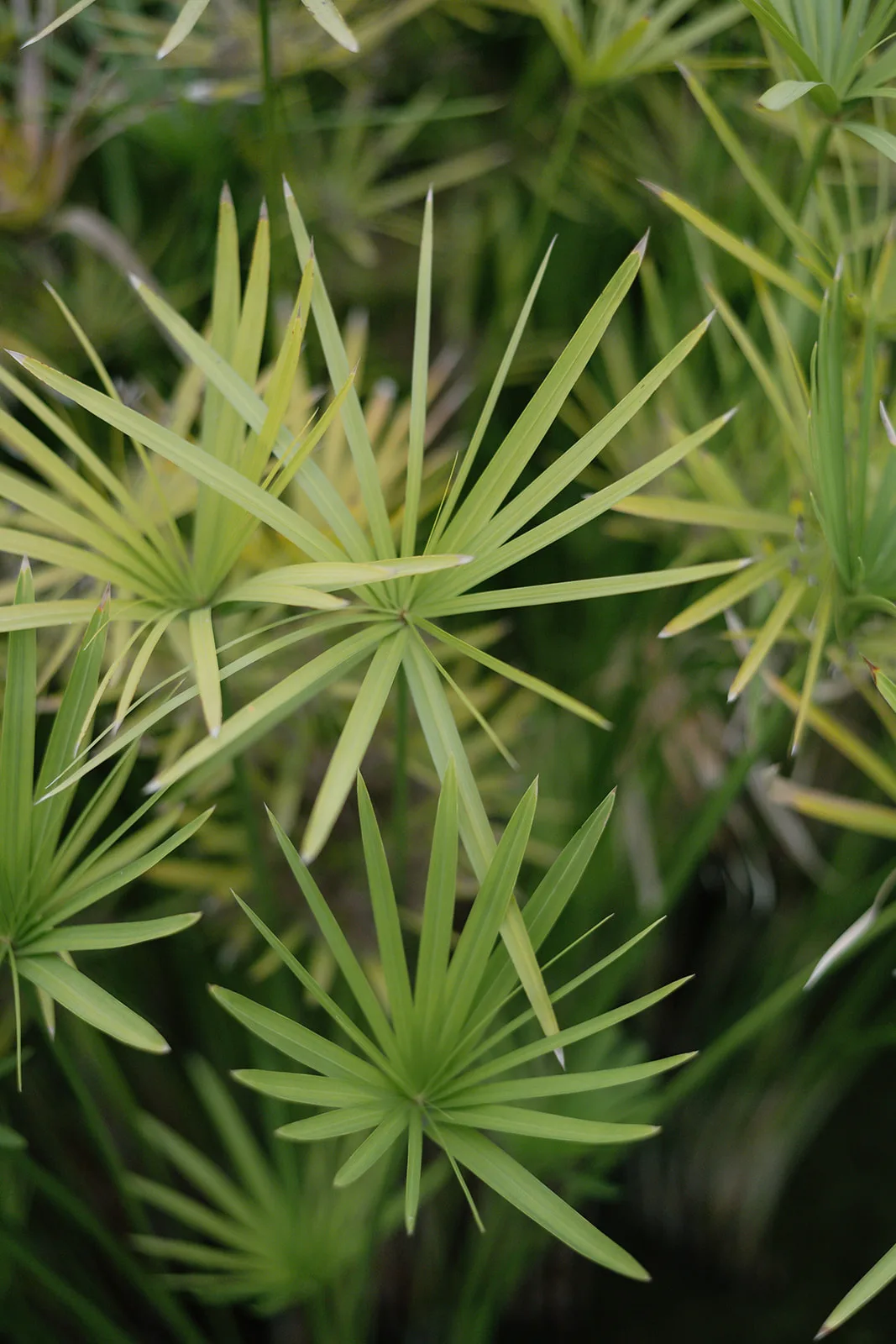 Close-up of palm leaves in garden at Finca Morneta